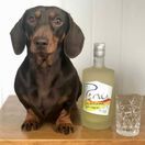 Persie Gin - Dachshund Liqueur Gin (50cl, 24%) additional 2