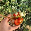 ANON English Garden Non - Alcoholic Spirit (70cl) 0% additional 3